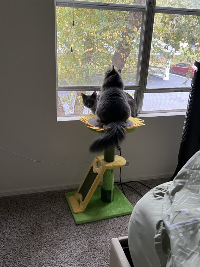 Styx and charlotte on cat tree looking outside