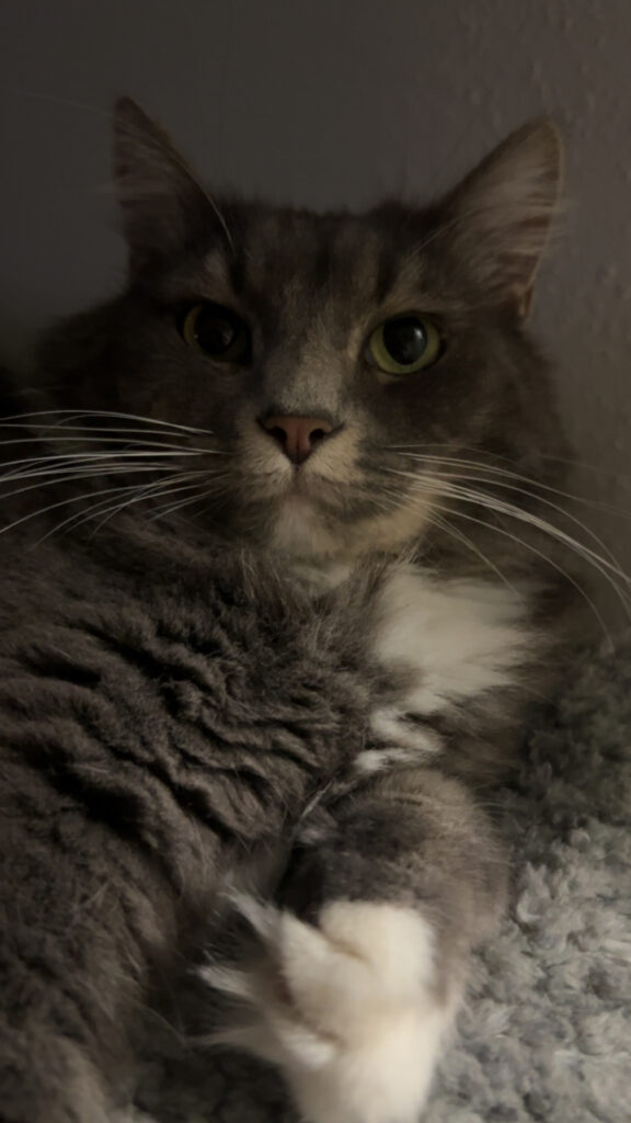 Charlotte looking at camera laying down