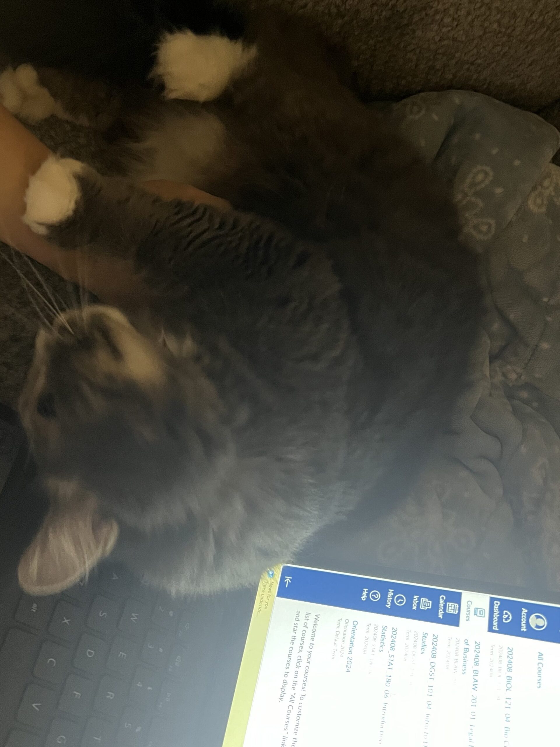 Charlotte laying on the couch on the computer 