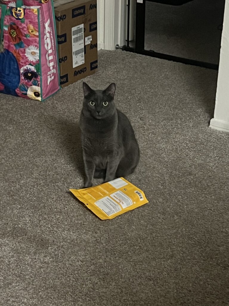Styx sitting by his treats for a snack