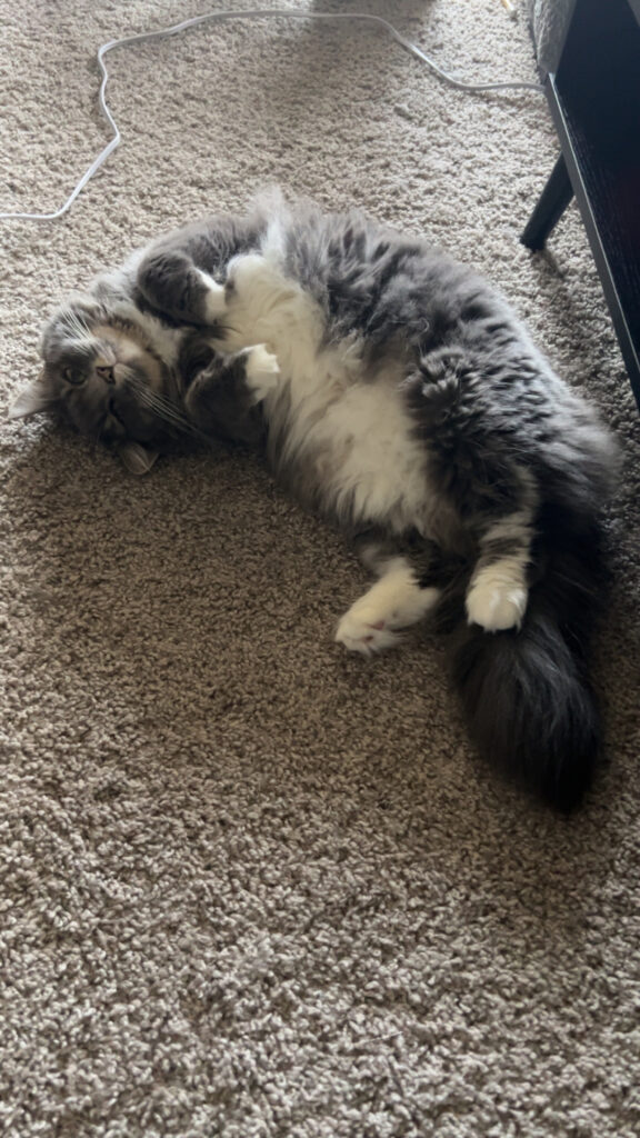 Charlotte on the ground showing off her white belly