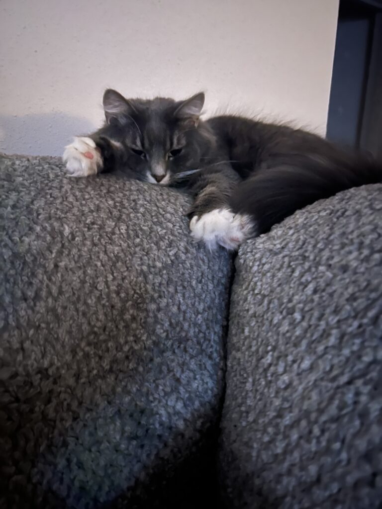 Charlotte laying on the couch