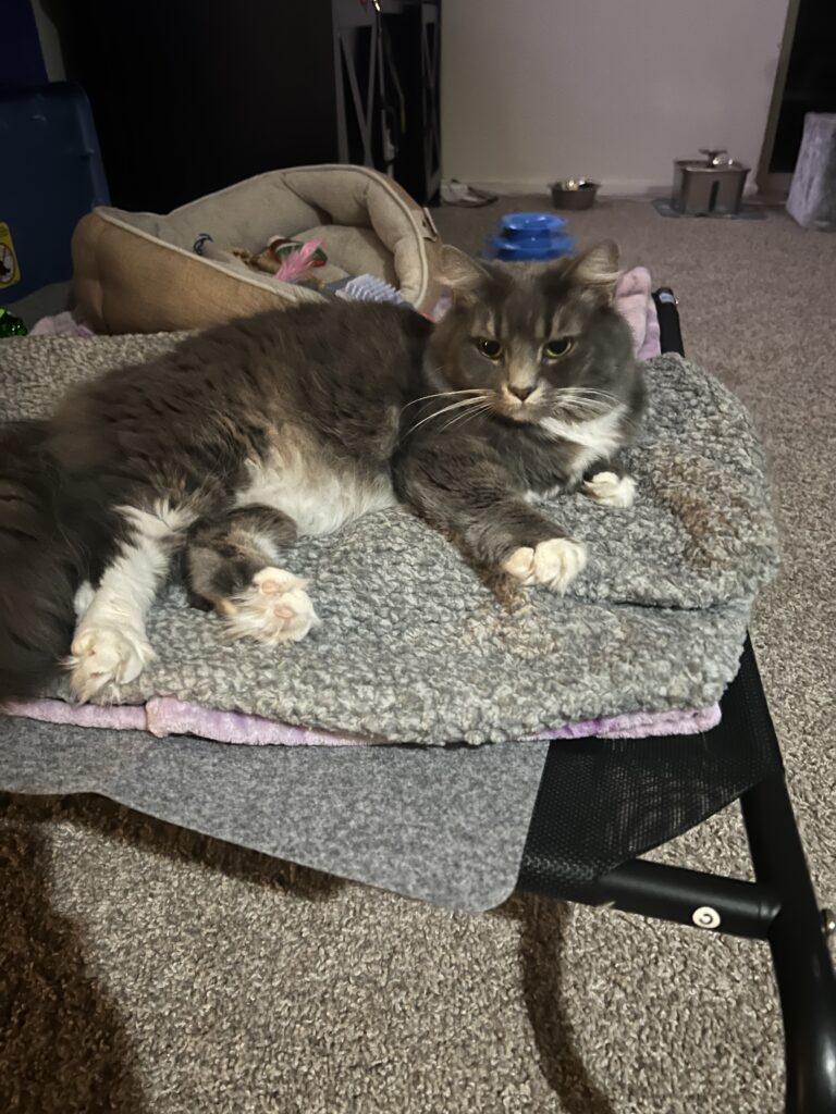 Charlotte laying on the bed 