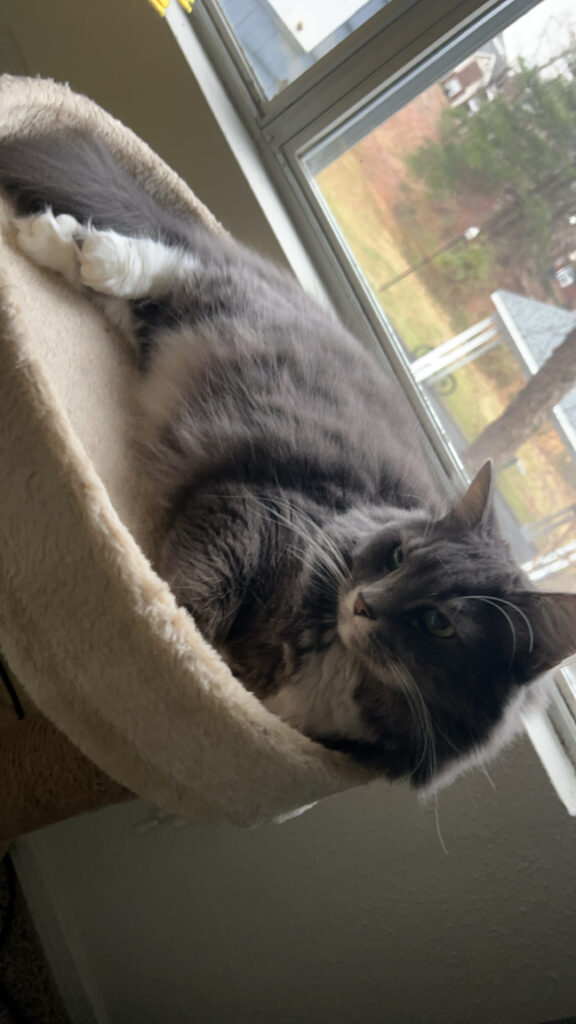 Charlotte (my cat) on her little cat bed called "couch"